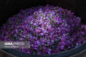 برگزاری جشنواره گلاب‌گیری در سلطانیه فرصتی برای رونق گردشگری بومی