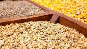 ۲۵۰۰ تن جو با نرخ دولتی بین دامداران مازندران توزیع شد