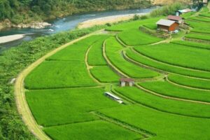 آبیاری تناوبی ۸۰۰۰ هکتار از شالیزارهای نور
