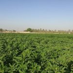 آغاز کشت کنجد در ۵۰ هکتار از اراضی کشاورزی رودان