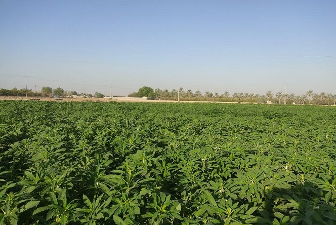 آغاز کشت کنجد در ۵۰ هکتار از اراضی کشاورزی رودان