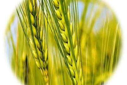 ایلام یکی از استان‌های موفق در اجرای الگوی کشت کشور