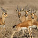 یک پروژه ملی برای گونه‌ای جهانی؛ جبیرهای کویر مهمان توران شاهرود شدند