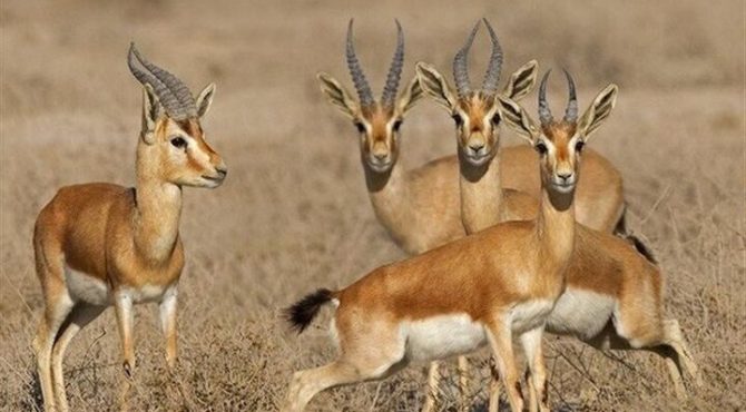 یک پروژه ملی برای گونه‌ای جهانی؛ جبیرهای کویر مهمان توران شاهرود شدند
