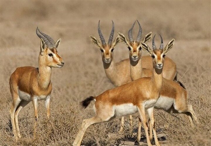 یک پروژه ملی برای گونه‌ای جهانی؛ جبیرهای کویر مهمان توران شاهرود شدند