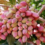 بازار اروپا به دنبال پسته با کیفیت ایران است