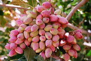 بازار اروپا به دنبال پسته با کیفیت ایران است