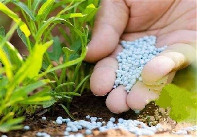 بهبود کیفیت محصول با استفاده همزمان از کودهای ازته و فسفاته