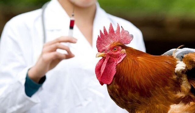 واکسیناسیون طیور بومی استان مرکزی علیه بیماری نیوکاسل آغاز شد