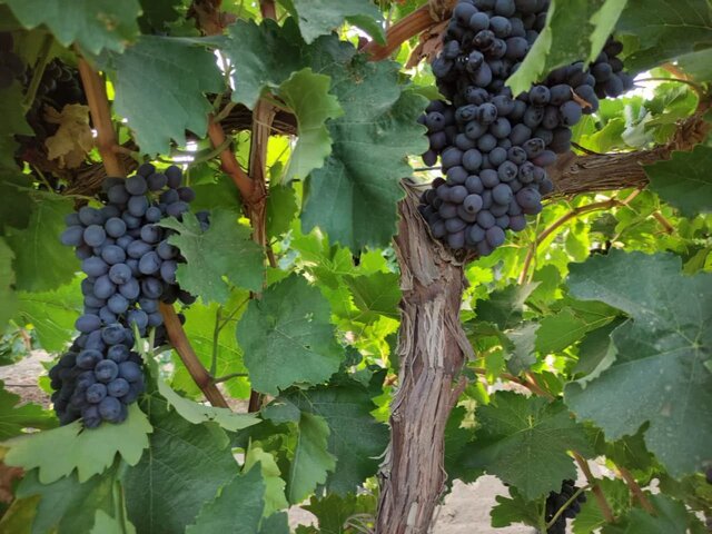 پیش‌بینی برداشت ۲۲۰ هزار تُن انگور از تاکستان‌های آذربایجان غربی