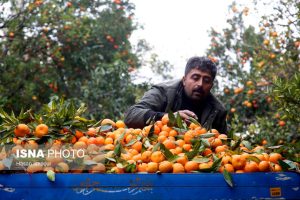 پیش‌بینی کاهش ۱۰ درصدی برداشت مرکبات در کهگیلویه و بویراحمد