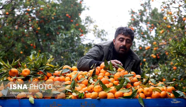 پیش‌بینی کاهش ۱۰ درصدی برداشت مرکبات در کهگیلویه و بویراحمد