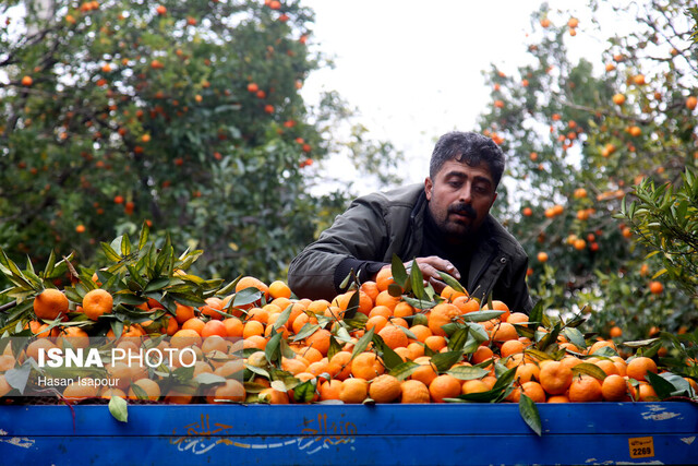 پیش‌بینی کاهش ۱۰ درصدی برداشت مرکبات در کهگیلویه و بویراحمد