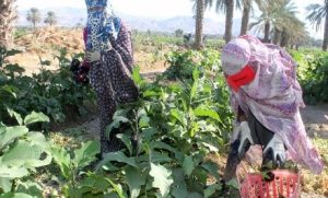 کشت بادمجان در قطب کشاورزی خارج فصل هرمزگان آغاز شد