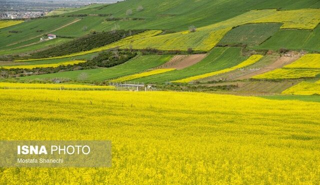 ۵۰۰۰ هکتار از اراضی قزوین زیر کشت کلزا رفت