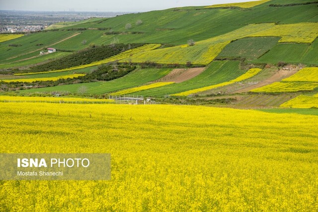 ۵۰۰۰ هکتار از اراضی قزوین زیر کشت کلزا رفت