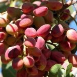 فرصت‌ها و چالش‌های کشت پسته در همدان