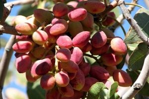 فرصت‌ها و چالش‌های کشت پسته در همدان
