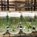 تولید سالیانه ۳۰ تا ۵۰ هزار اصله نهال در آزمایشگاه کشت‌بافت گیاهی همدان