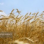 قیمت گندم نباید کمتر از ۵۰ هزار تومان در هر کیلوگرم باشد