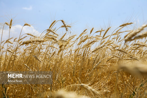 قیمت گندم نباید کمتر از ۵۰ هزار تومان در هر کیلوگرم باشد