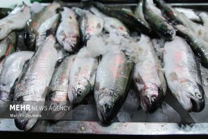 کشف بیش از ۱۰۰۰ کیلوگرم ماهی قاچاق در جاسک